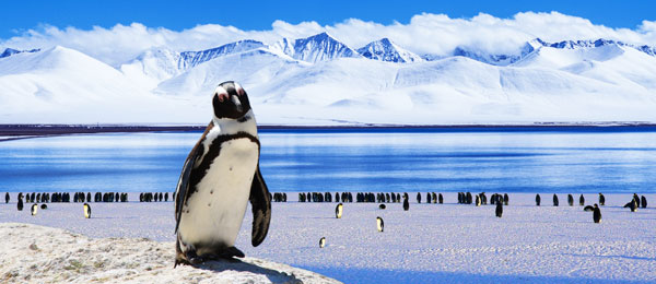 Pinguin in der Antarktis